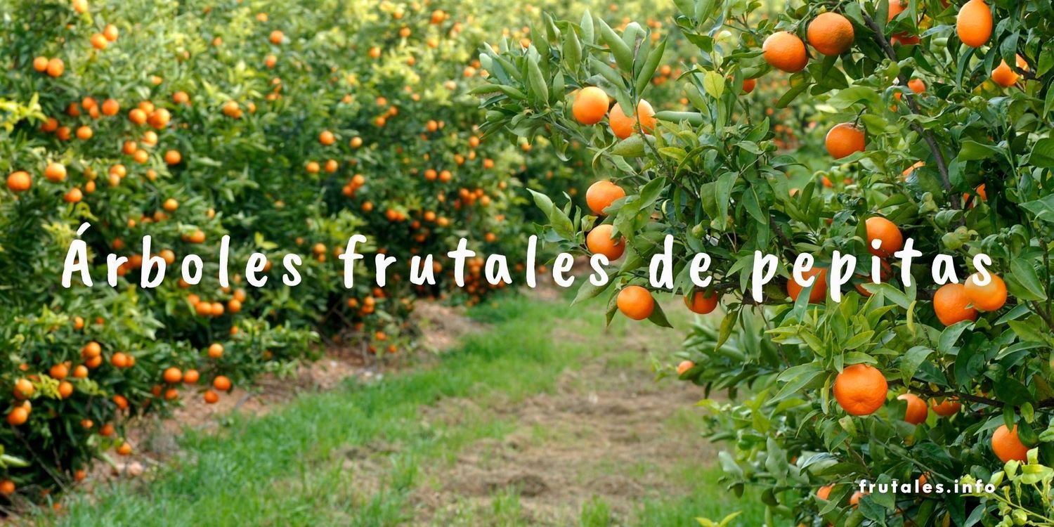 Árboles frutales de pepitas para disfrutar en 2024