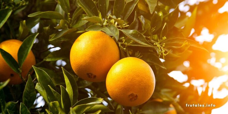 Naranjas Dulces En 7 Pasos Y Todo Lo Que Necesitas Saber