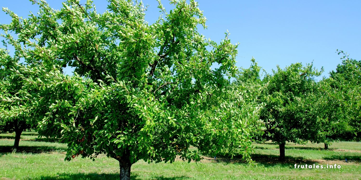 Cu Nto Tiempo Tarda En Crecer Un Rbol De Ciruela Gu A