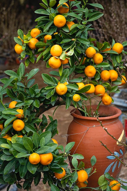 CUIDA tu Árbol de Naranja GUÍA Útil y FÁCIL