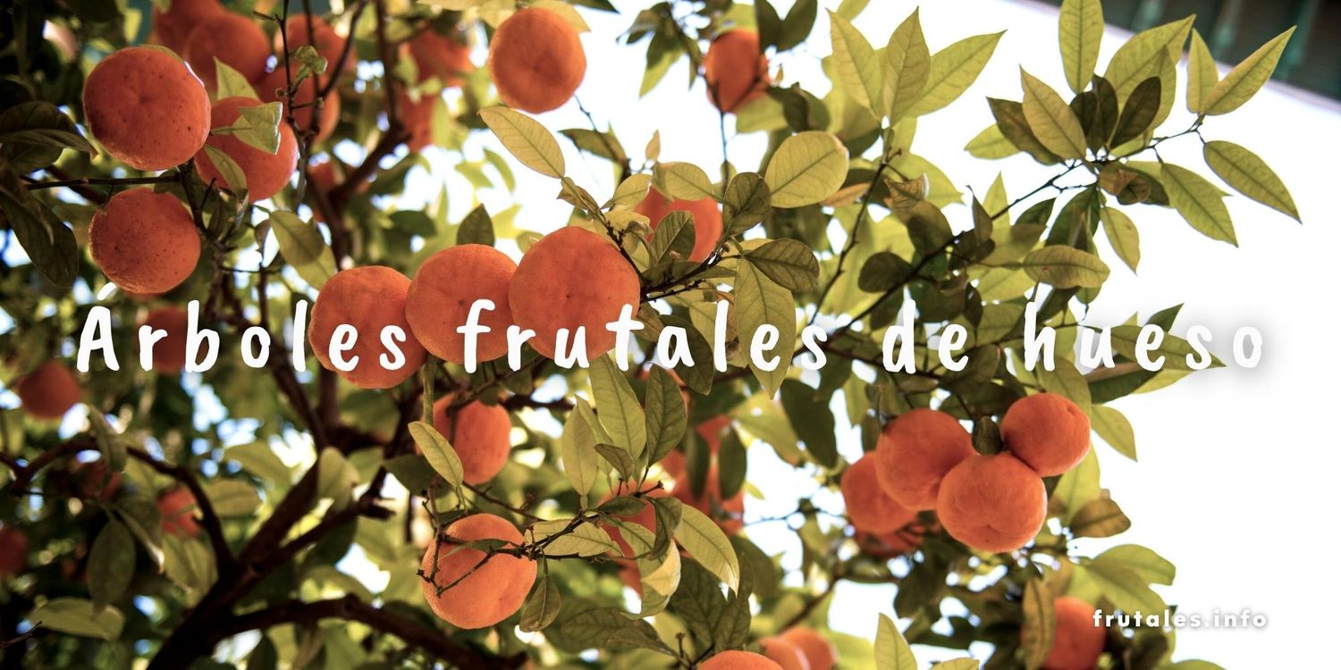 Foto de las ramas y los frutos de un melocotonero. Con el texto sobre impreso: Árboles frutales de hueso.