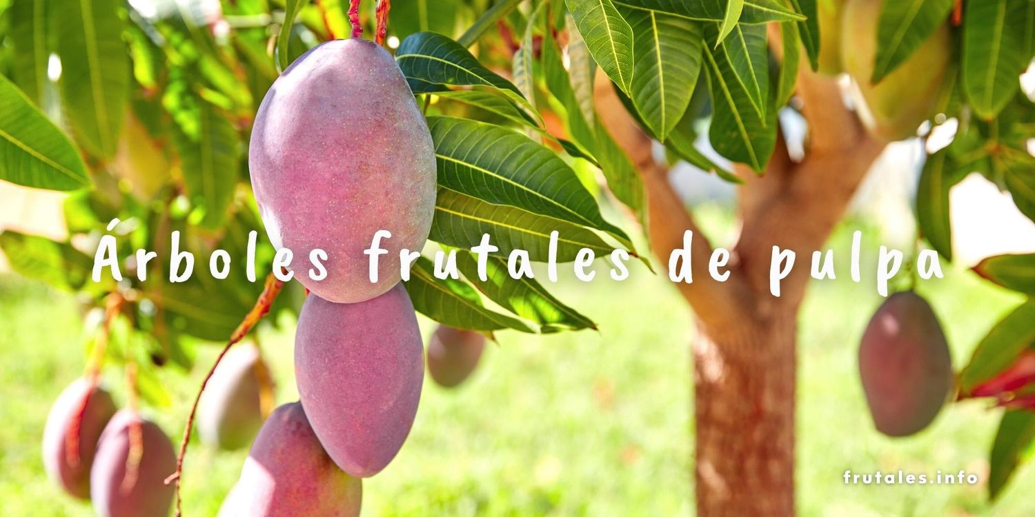 Foto de un árbol frutal del mango y texto sobre escrito: Árboles frutales de pulpa.