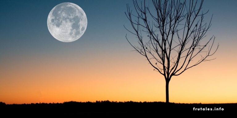 Foto de una luna llena en el cielo del atardecer y un árbol frutal de hoja caduca.