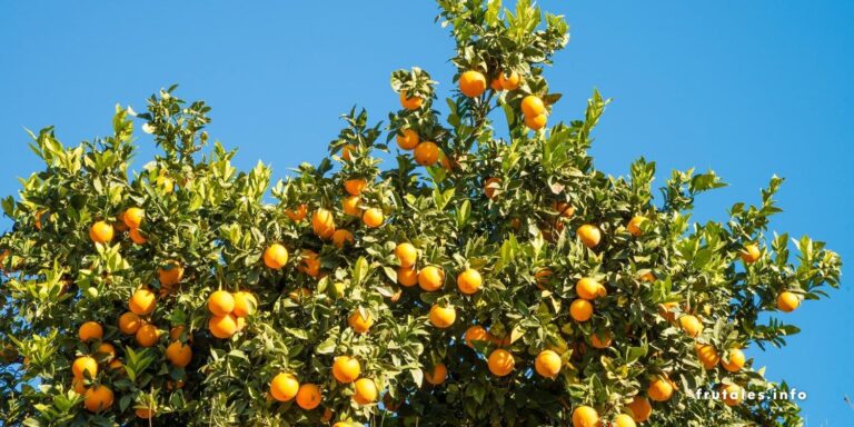 Foto de la copa de un naranjo con naranjas en referecnia a dónde poner un naranjo.