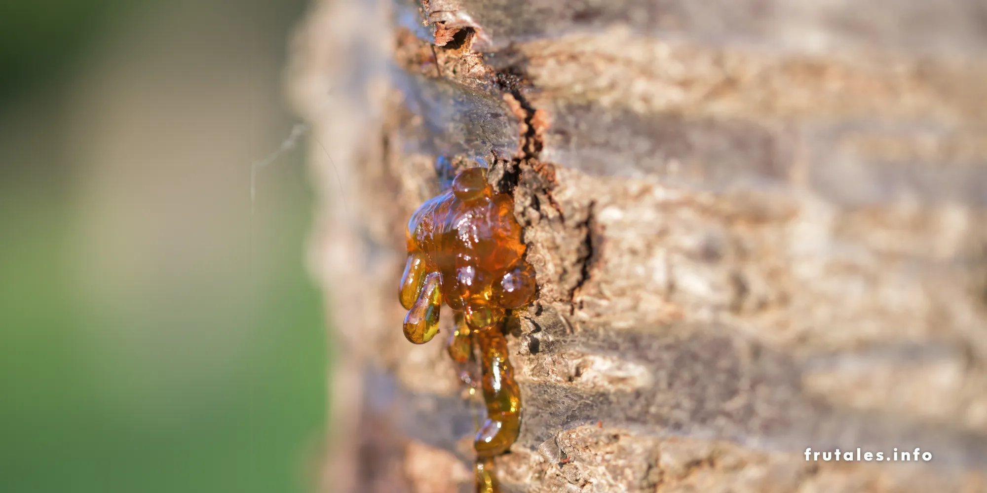 Foto del tronco de un árbol con gomosis.