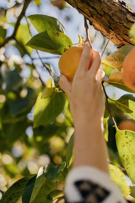 ¿Qué pasa si no riegas un árbol frutal?