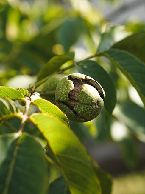 ¿Cuánto crece un nogal al año? ¿Cuántos centímetros crece un nogal por año?
