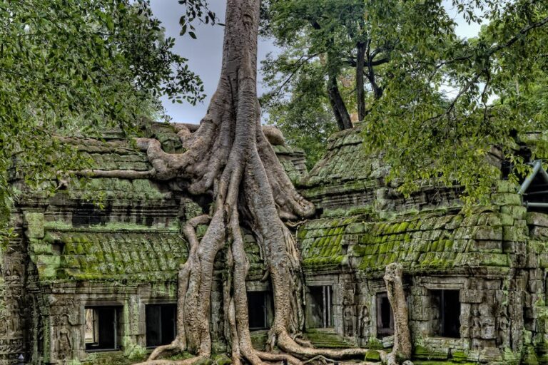 ¿Qué árbol no tiene raíces invasivas?