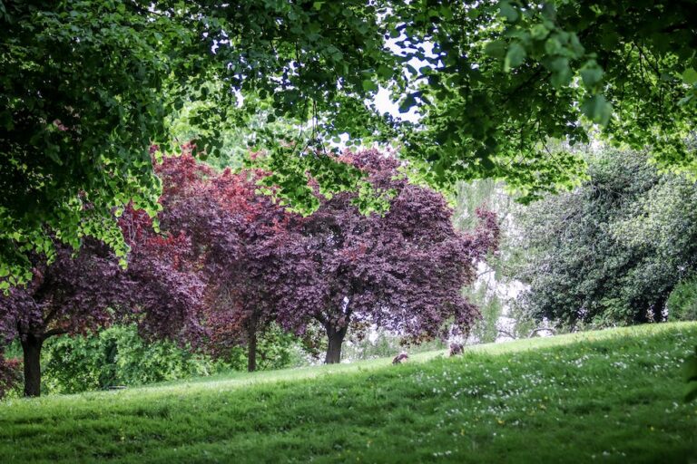 ¿Cuál es el árbol frutal más frondoso del mundo?