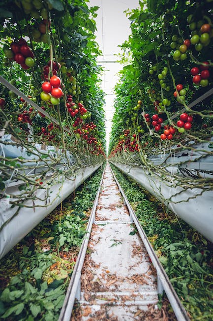 ¿Qué plantas dan frutos más rápido?