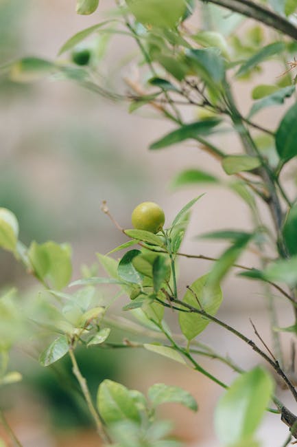 ¿Cuántas veces al año da frutos El naranjo?