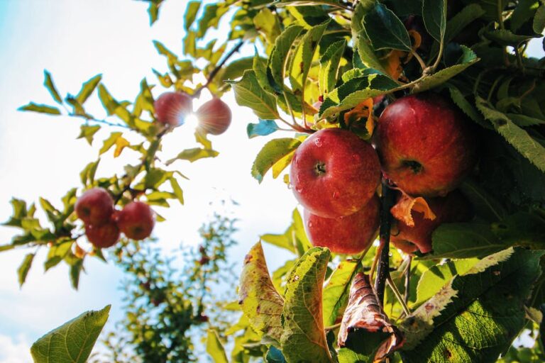 ¿Cuáles son los mejores árboles frutales para plantar?