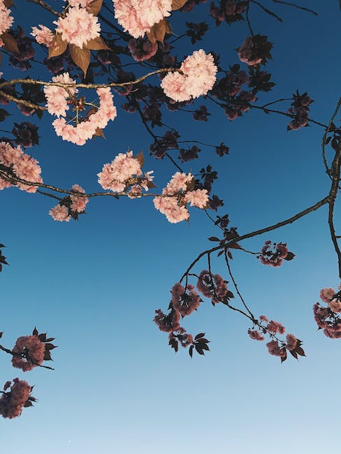 ¿Cuánto tarda en dar fruto un cerezo injertado?
