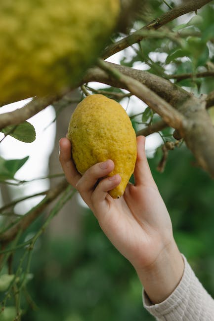 ¿Cuánto puede crecer un limonero enano?