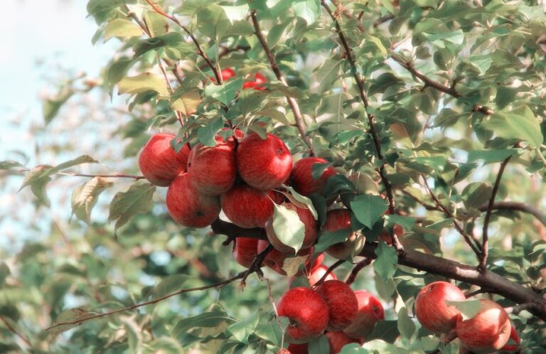 ¿Cuántas veces al año da frutos el manzano?