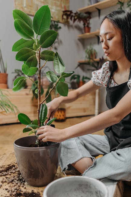 ¿Cuánto espacio se necesita para plantar un árbol?