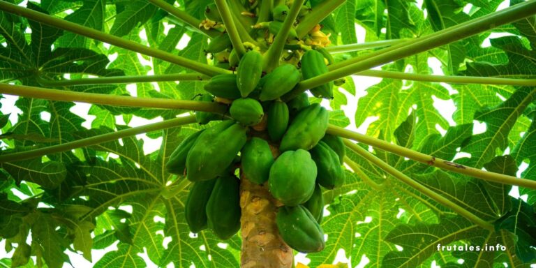 Foto de un árbol de papaya en referencia a cuánto tiempo da fruto la planta de papaya.