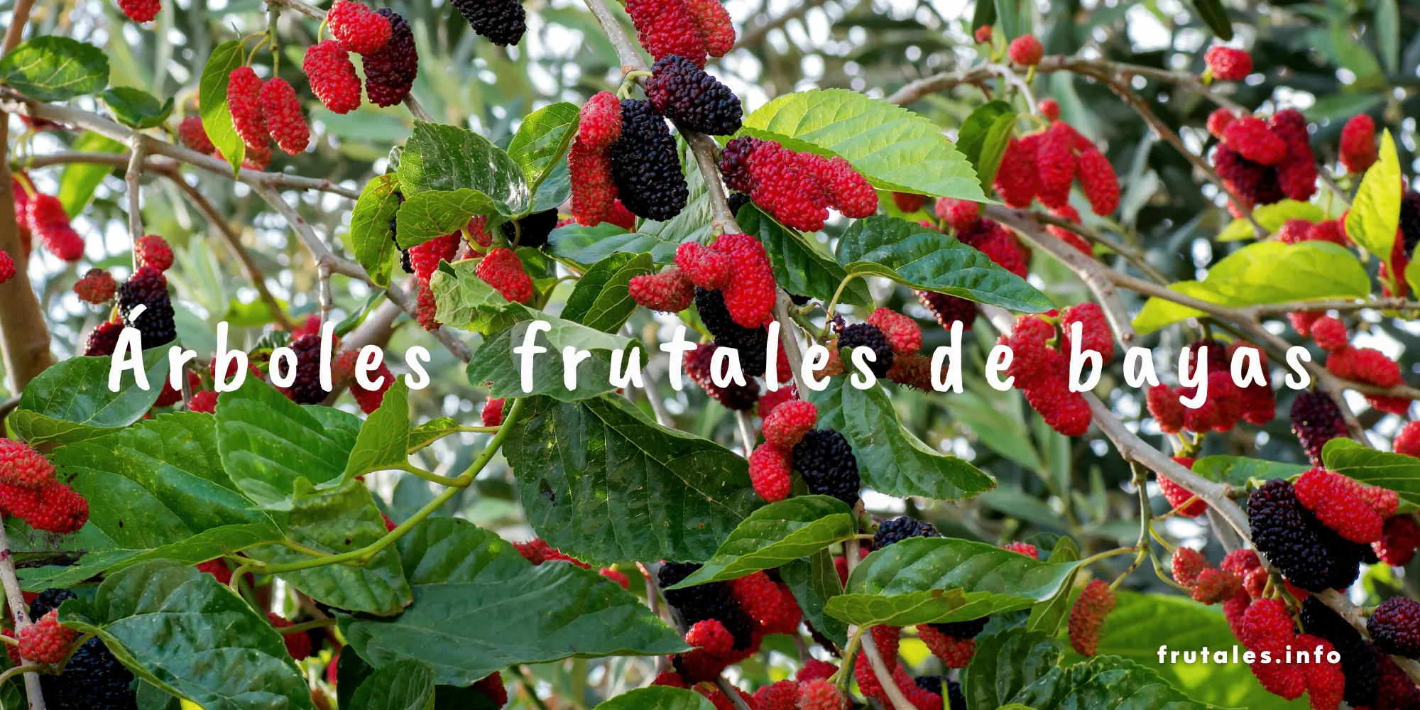 Foto de cerca del fruto de un morera. la mora. Y texto sobre escrito: Árboles frutales cítricos de bayas.